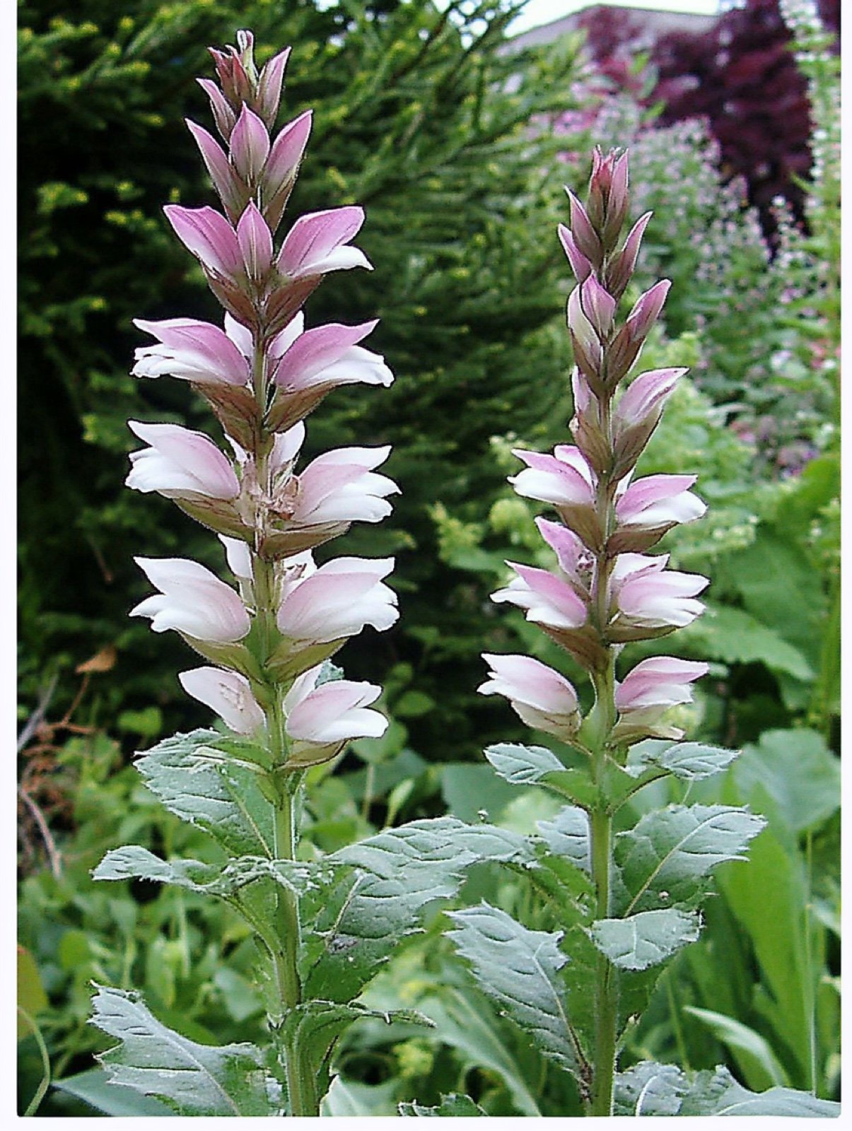 Acanthus mollis — glänzendes tief geschlitztes Blatt mit hohen purpur-weißen Blütenkerzen an warmer Mauer