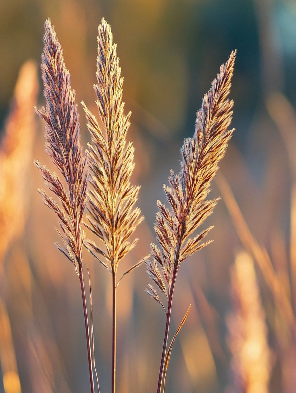 Andropogon gerardii — hohe blaugrüne Grashalme, die sich gegen Abendlicht weinrot-bronze verfärben