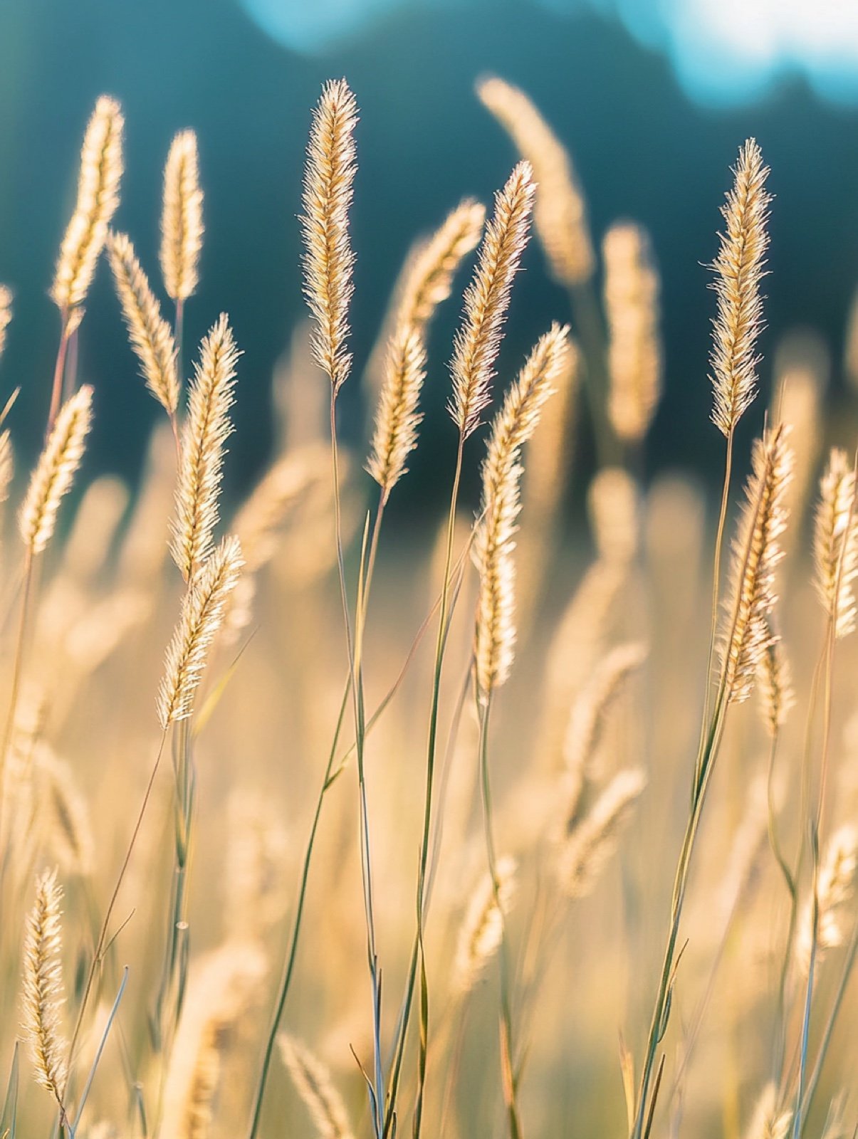Bouteloua gracilis — niedriges Gras mit waagerecht schwebenden kammförmigen Samenähren wie Augenbrauen gegen warmes Licht
