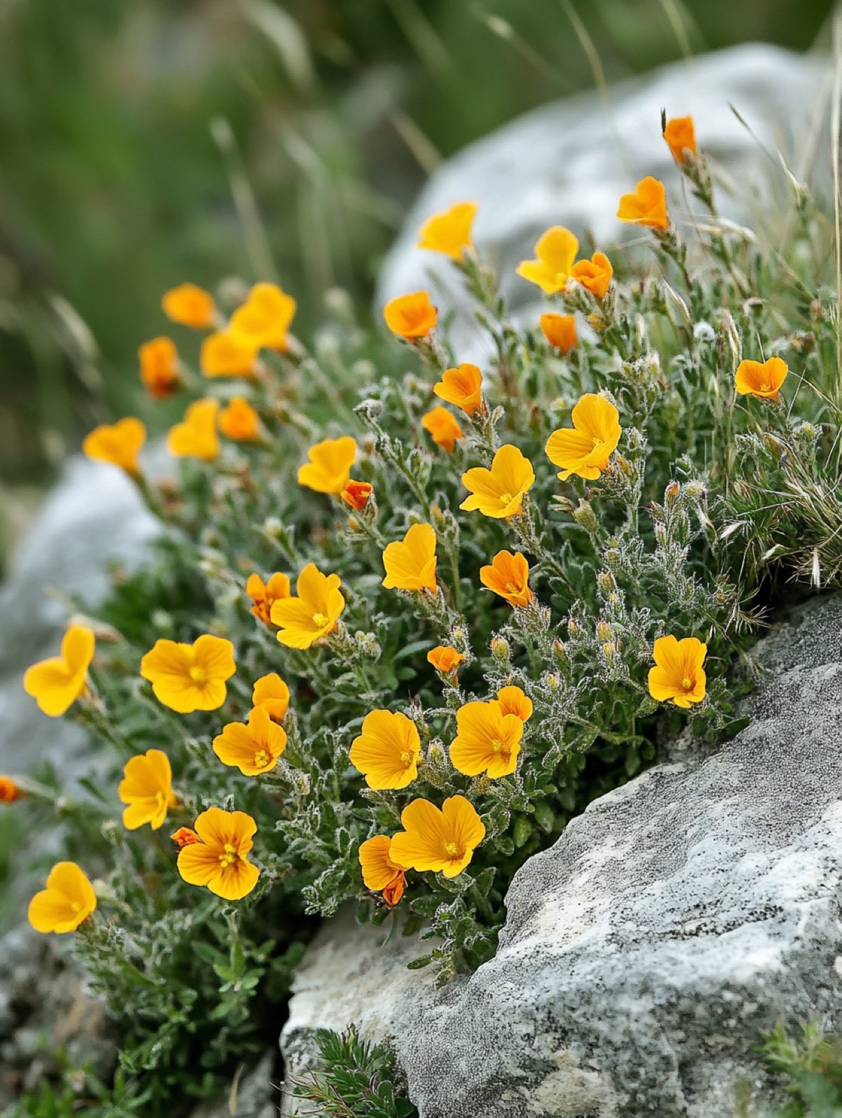 Helianthemum nummularium — niedriges immergrünes Kissen übersät mit seidigen gelben und orangen Blüten