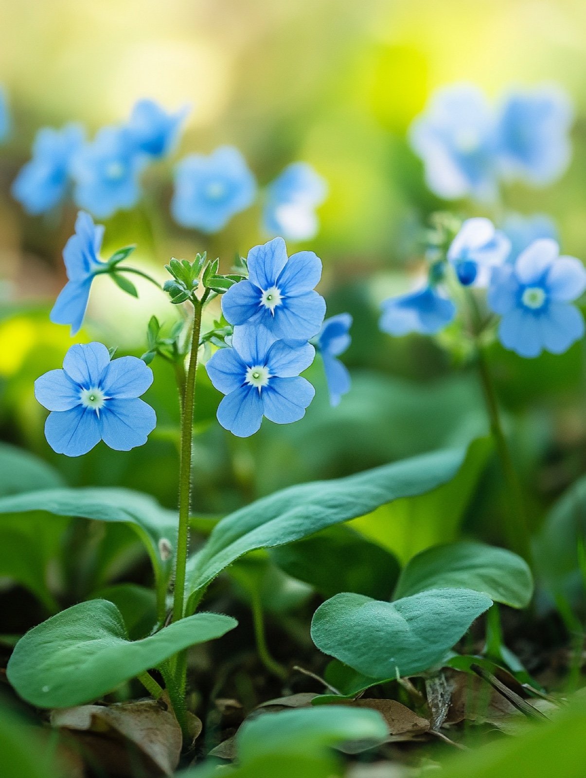Omphalodes cappadocica — niedriger Teppich mit einer Wolke leuchtend blauer Blüten mit weißem Auge über spitzem grünem Laub