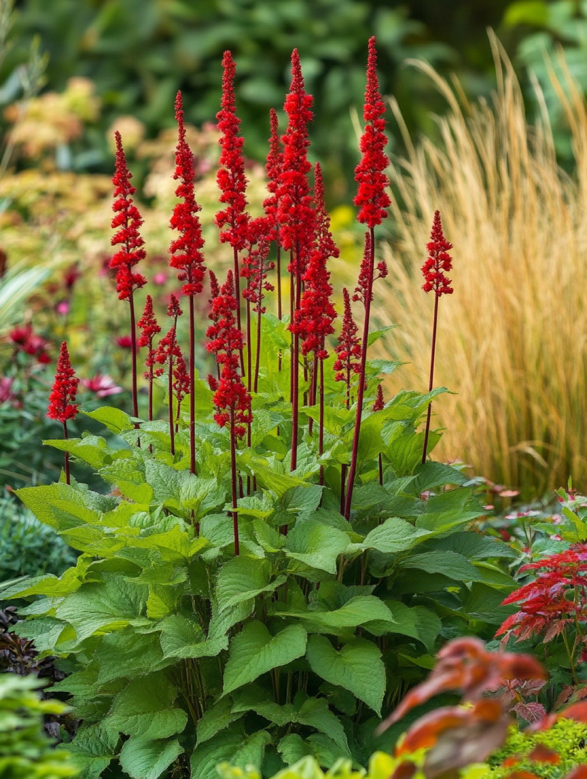 Persicaria amplexicaulis 'Firetail' — vertikale rote Blütenkerzen über dichtem grünem Blattdach