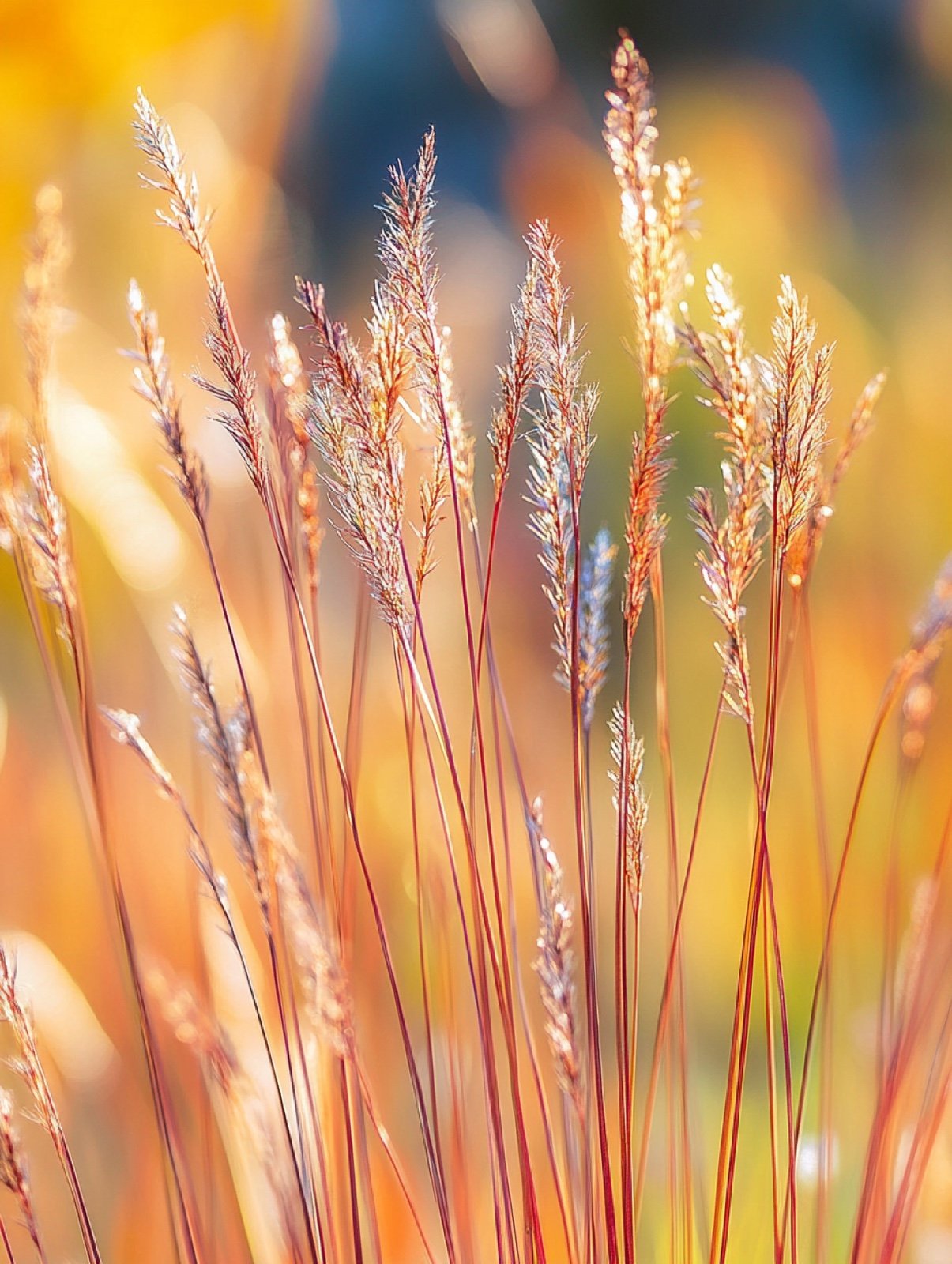 Schizachyrium scoparium — aufrechte blaugrüne Halme, die sich orange-kupfern verfärben, mit silbrigem Samenflaum