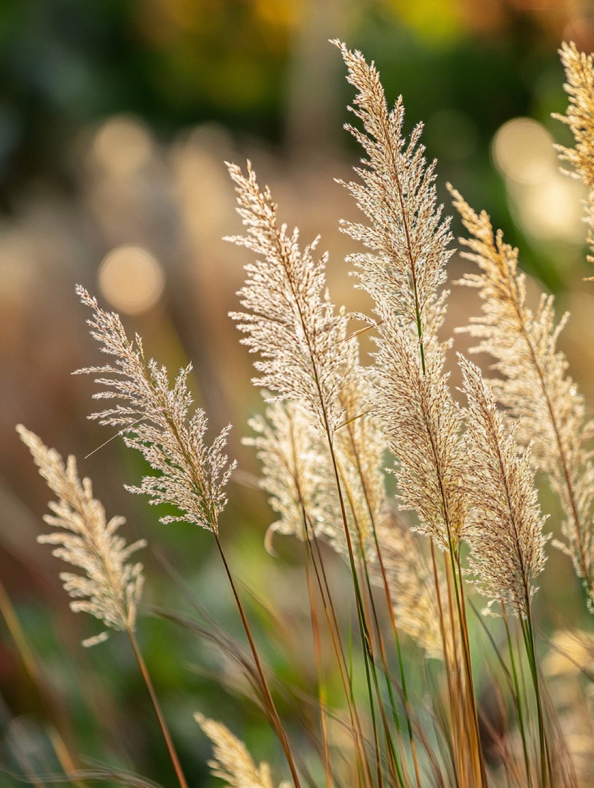 Sporobolus heterolepis — feiner Matrix-Teppich mit bronzefarbener Herbstfärbung