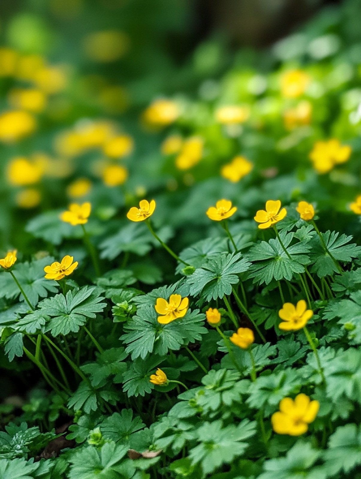 Waldsteinia ternata — dichter immergrüner Teppich aus dreiteiligem Laub mit leuchtend gelben Blüten